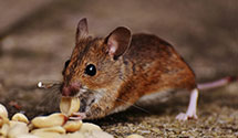 stored-product-pest-control Experts in River Rouge